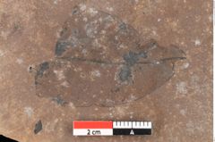 Foto (Detailsansicht) von Quercus palaeoilex Ettingshausen (NHMW-GEO-2024-0188-0787)